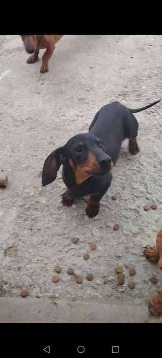 Дакелка  1.8м, дакелка на1. 01м мъжко дакелче черно на 7 м и 1 Мъжкар на 5 г