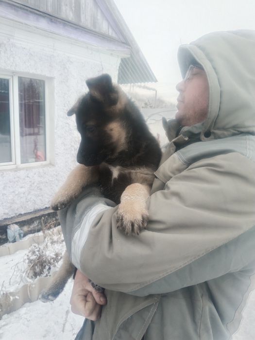 Продам щенков 50000