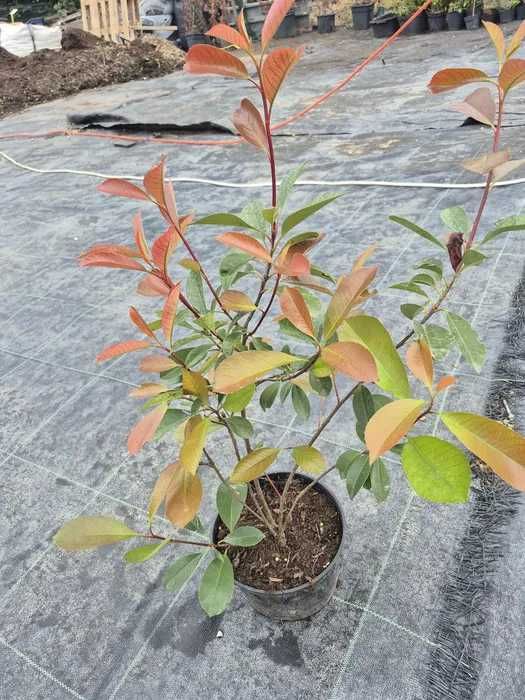 Photinia red robin GHIVECI 2L
