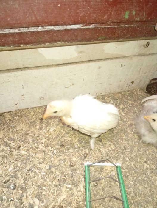 Wayandote gsg și  Araucana