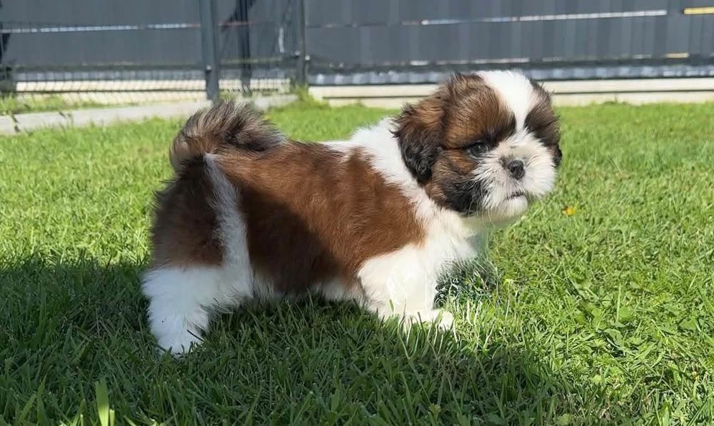 Cățel Shih-Tzu Mini Toy cu Pedigree