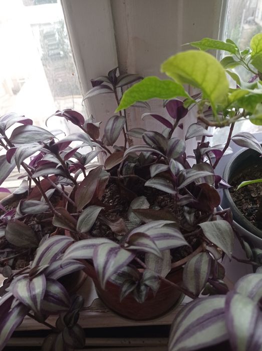 Цветы комнатные недорого.