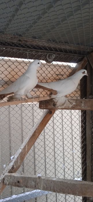 Продам голубей домашних