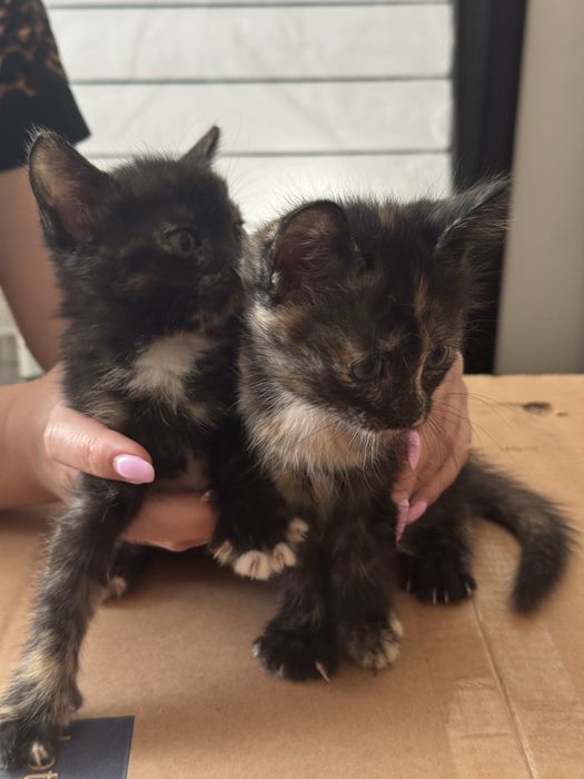 Отдам котят в добрые руки