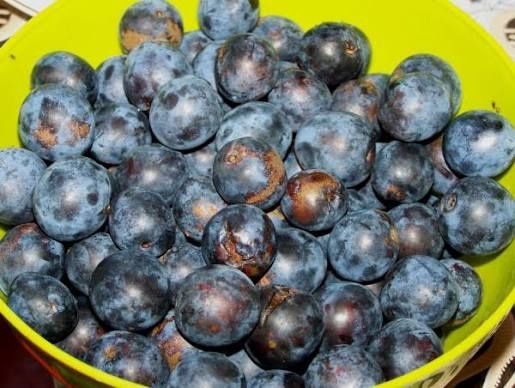 Тёрн замороженый