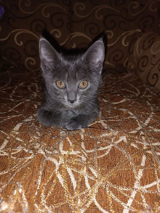 Кареглазый котёнок
