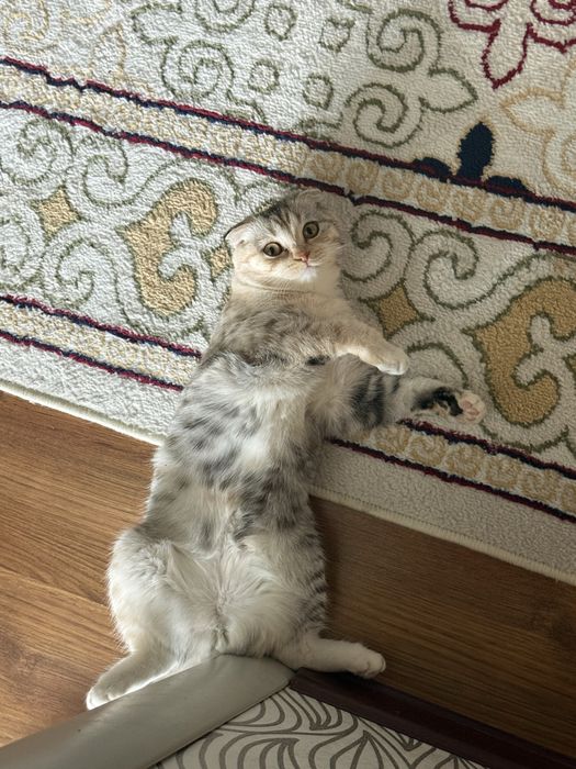Отдам кошку в хорошие руки