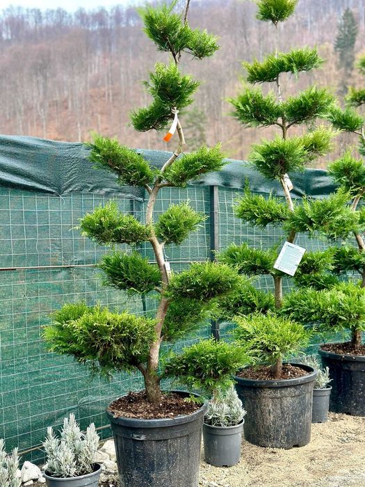 Arbuști Ornamentali pentru Spații Private