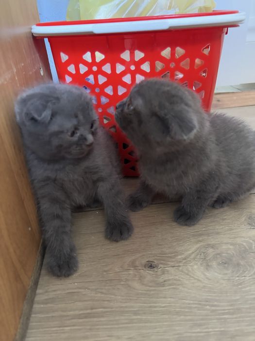 Продам шотландских вислоухие котят