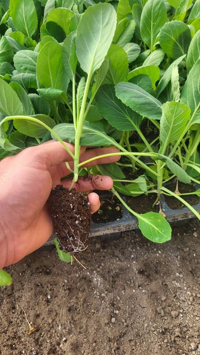 Разсад зеле "Нозоми"