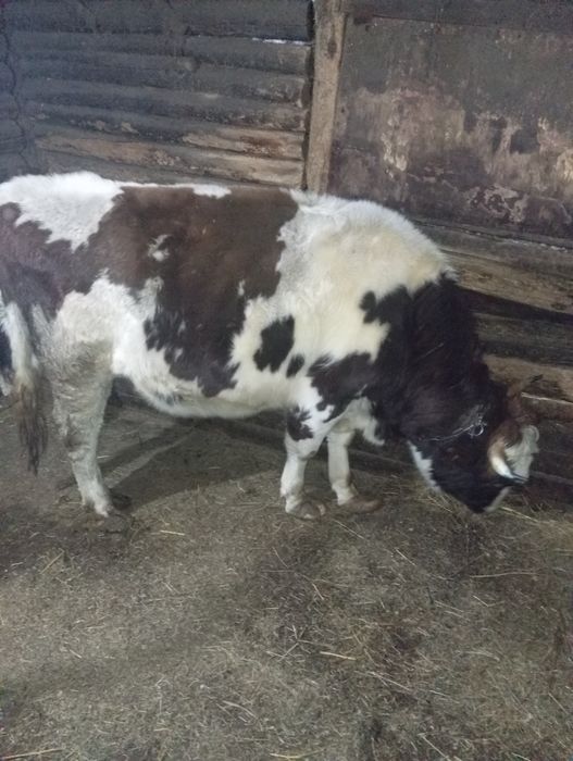 Продам быка 3 года.