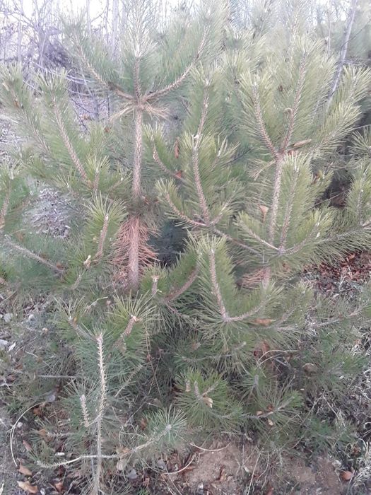 Крим арча кучатлари сотилади