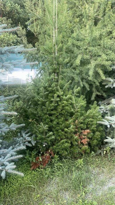 Продам экстра хвойные растения