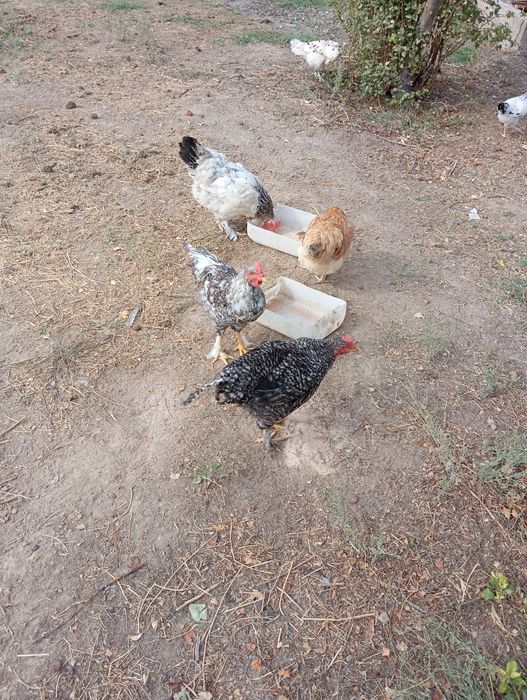 Дамашни таук сатлады