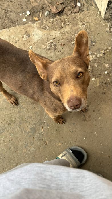 Стаффорд порода, отдадим в хорошие, надежнын руки