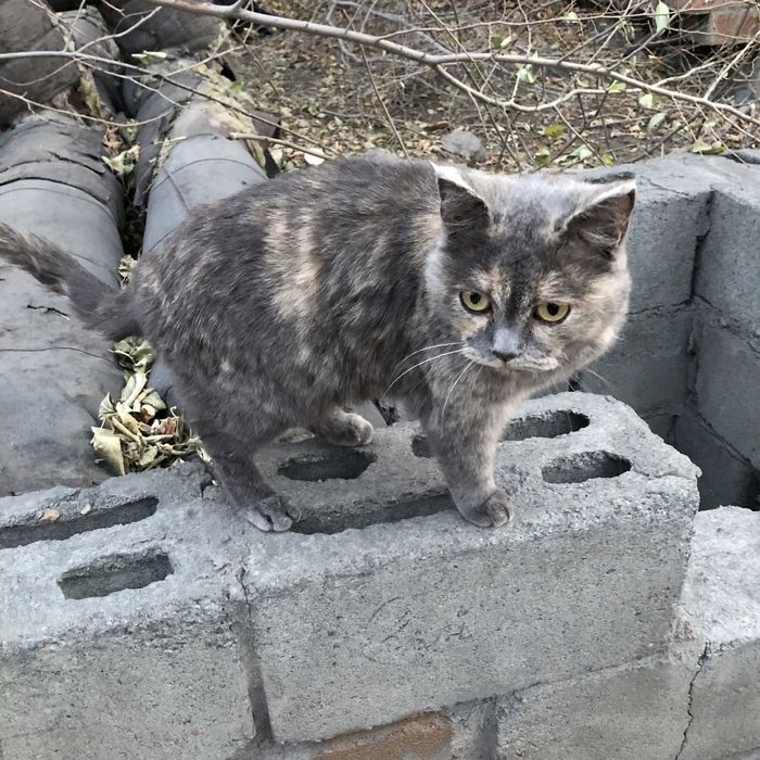 Животные. Кошки.