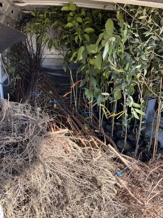 Овощен Разсадник Радослав Чотров "фитосанитарен сертификат " !