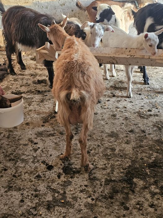 Vand capra cu iadeuta