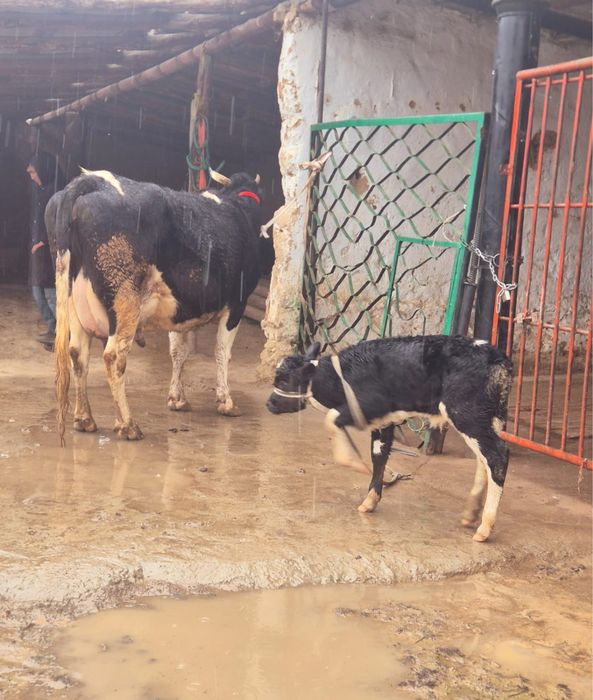 Сиыр сатылады 12лит сутті бар