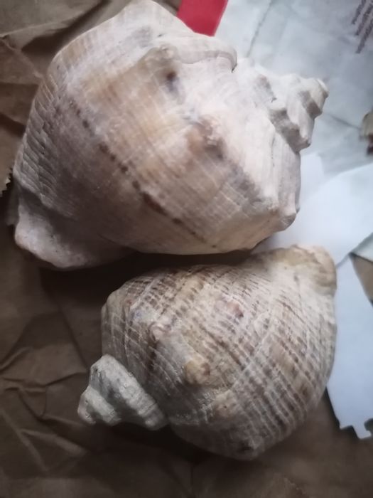 Грунт в аквариум+ 2 ракушки