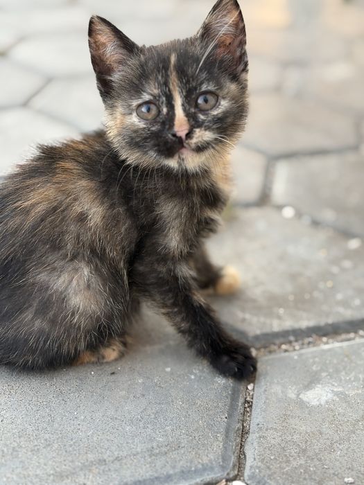 Котята девочки 2 месяца