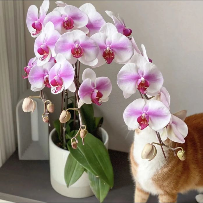 Взрослые орхидеи