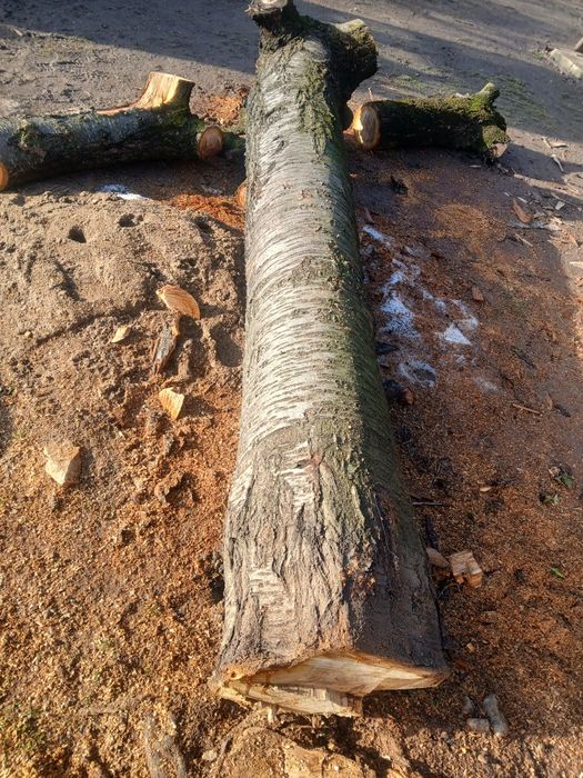 Vand tulpina groasa  de cires