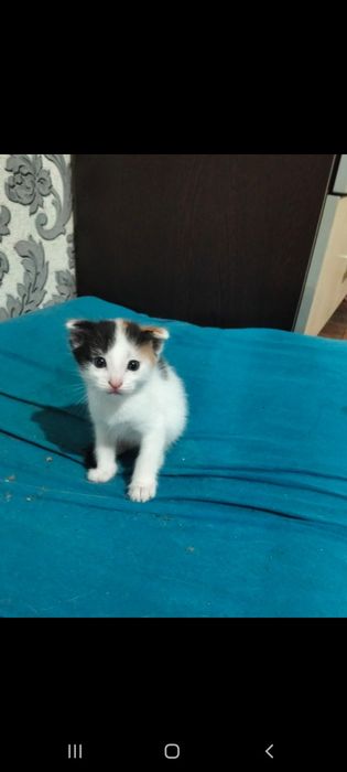 Катята вислоухие