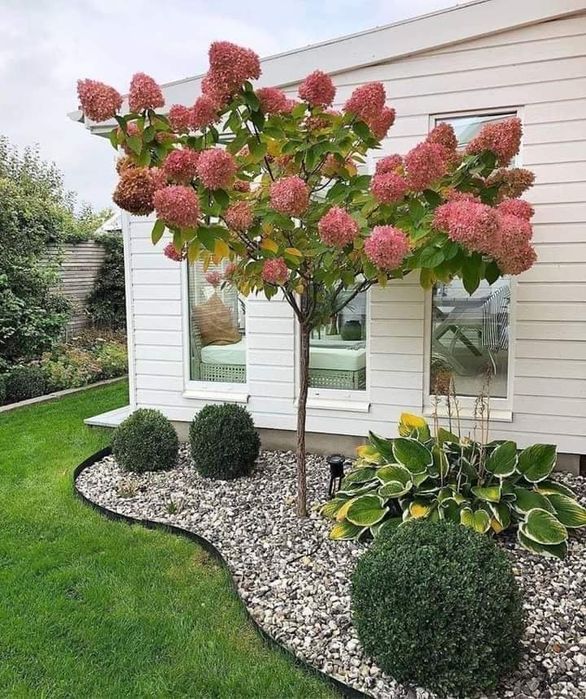 Mesteacan cu coaja alba ,catalpa,palmier,tuia,evonomius dif specii