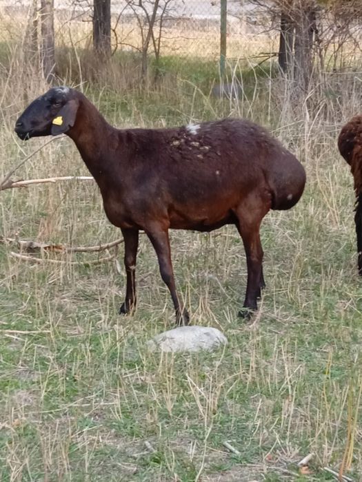 Продам баранов