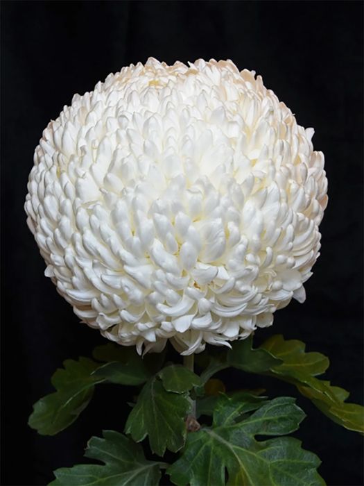 Хризантема всякая