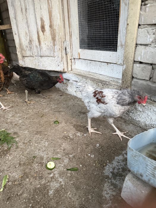 Продам петушков 3