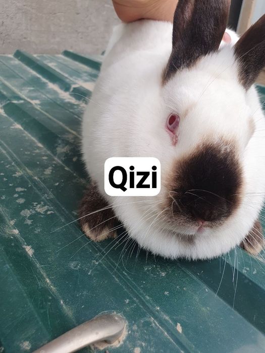 Kaliforniya / nzb quyon. Кролик калифорнийский