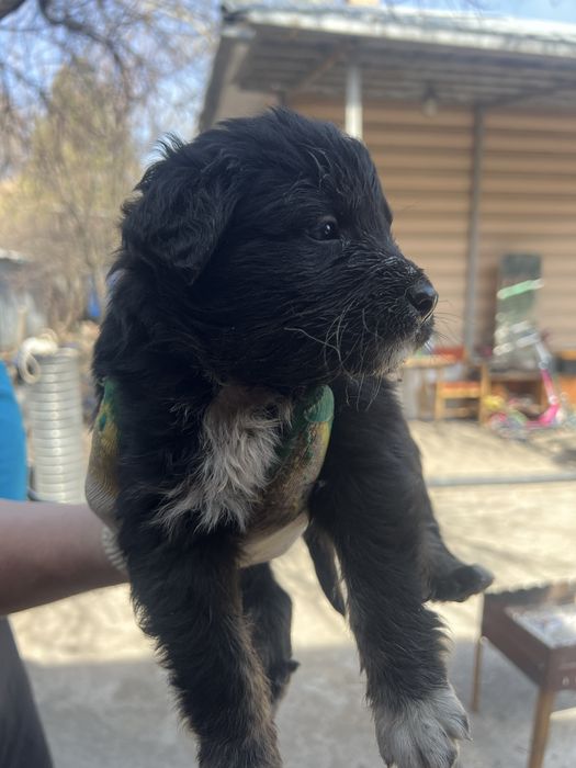 Щенята бесплатно в хорошие руки