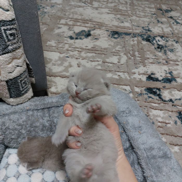 Бронирование котят шатландской пароды лиловый окрас окрас