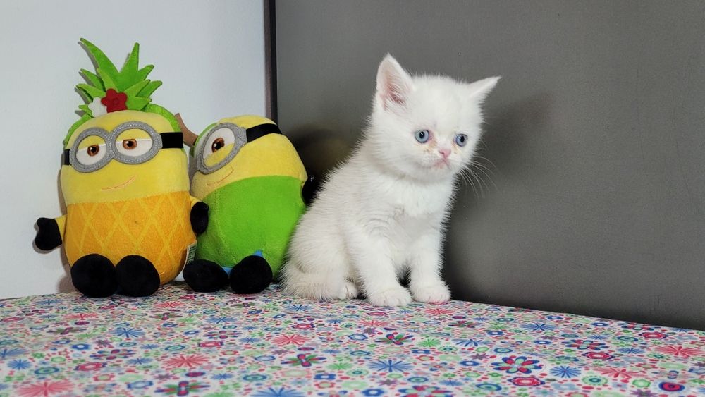 British shorthair  red point