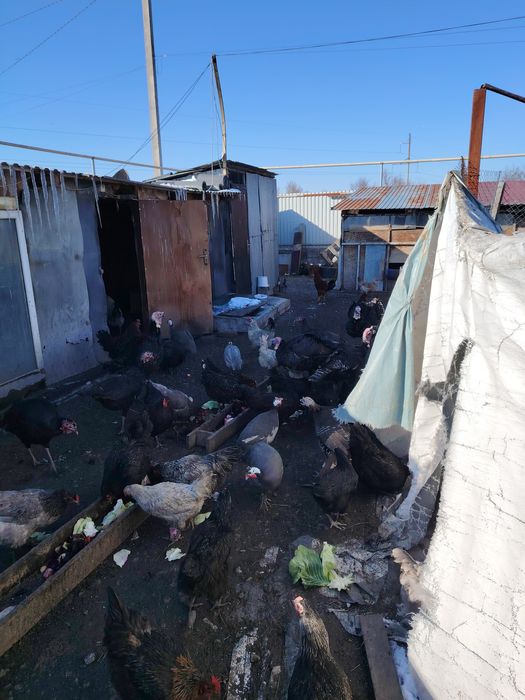 Продам петухов молодых