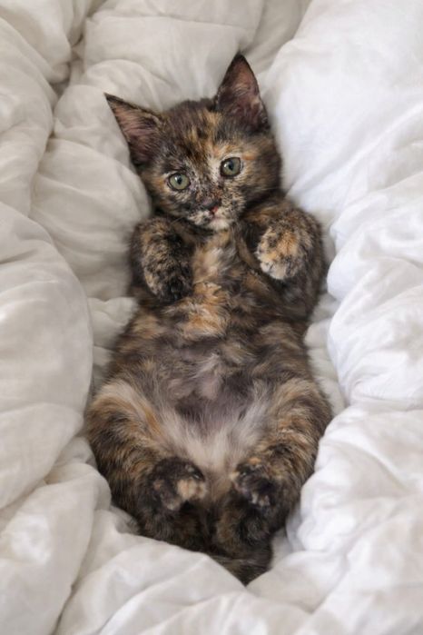 Отдам в семью котенка-девочку