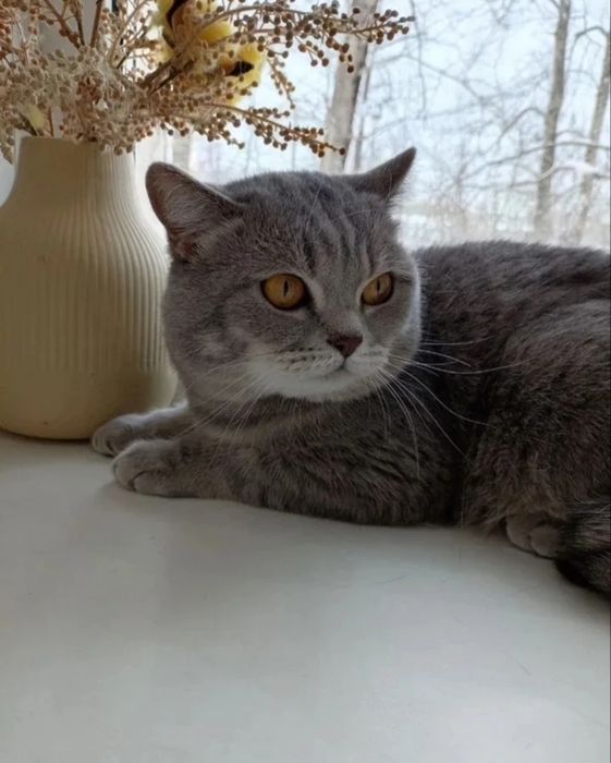 Продам шотландского котёнка