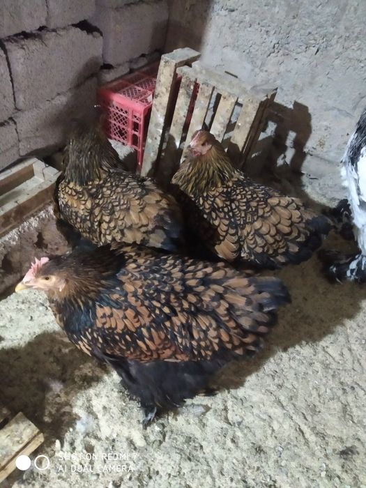 Brama Tuxm jojalari bor