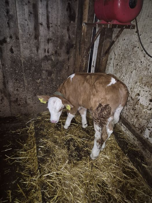 Tăuraș bălțat de vânzare.