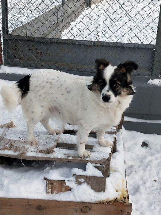 собачку-девочку отдадим в добрые руки