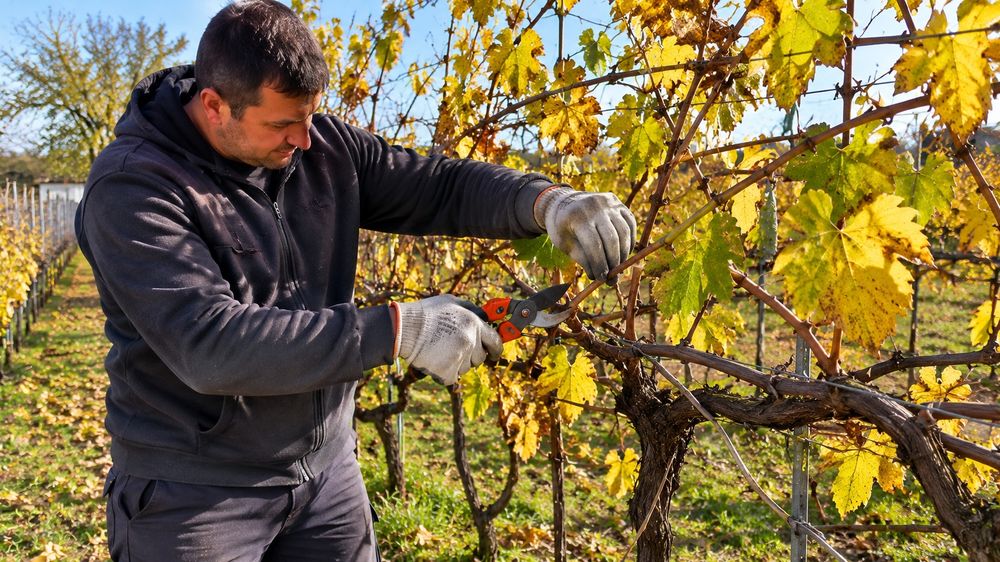 Servicii Debarasari Vegetale, Tuns Iarba, Curățenie Generală, Frezat Și  Multe Altele!