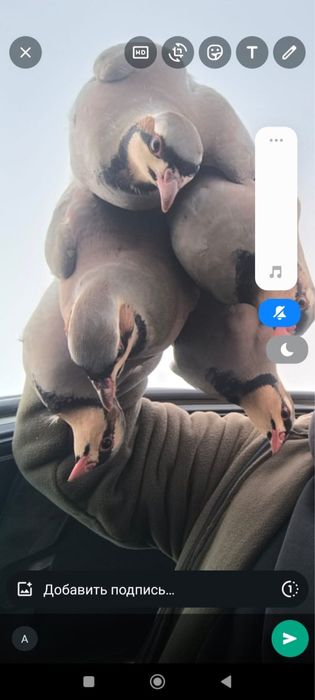 Продам самки самец