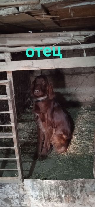 шенок питимесеный