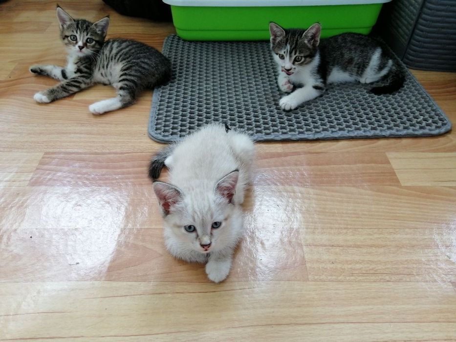 Отдам котят в хорошие руки
