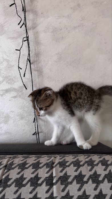 Шотлански и Британес котят