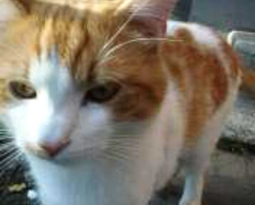 Ofer spre adopție pui de pisica