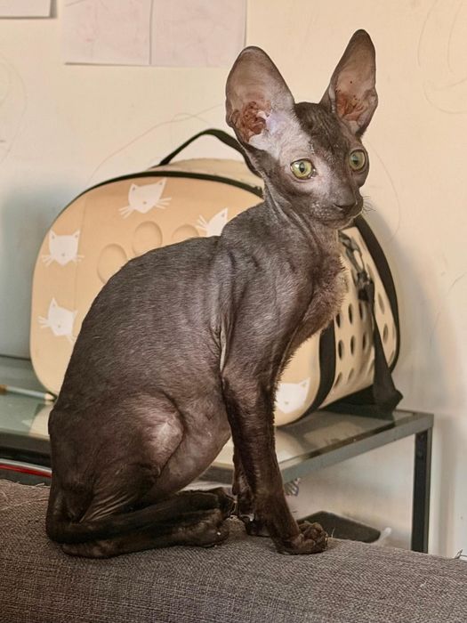 Motănel Cornish Rex
