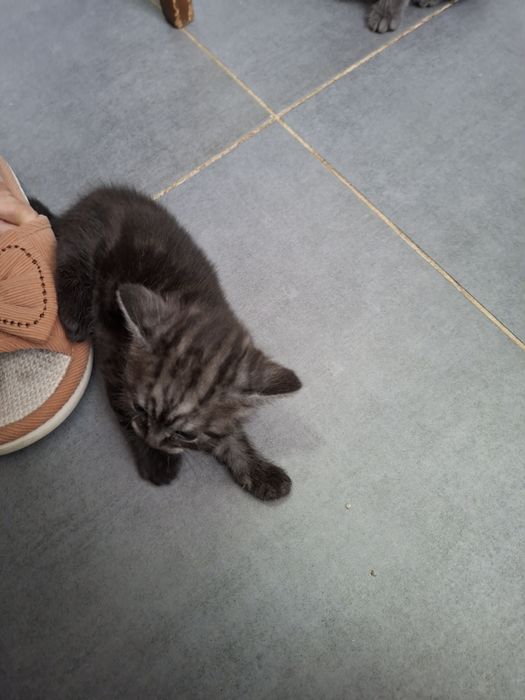 Продам котят британцы